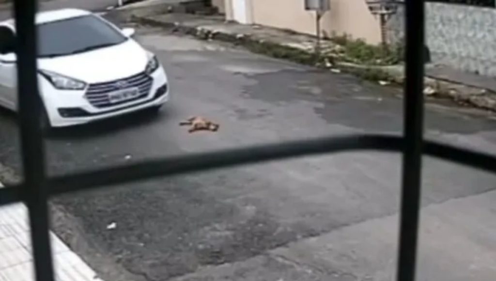 Motorista se aproximou lentamente da cachorra que estava dormindo no meio da rua (Foto: Divulgação)