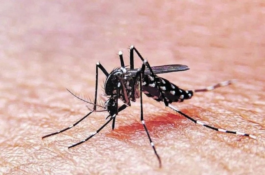 aumento casos dengue