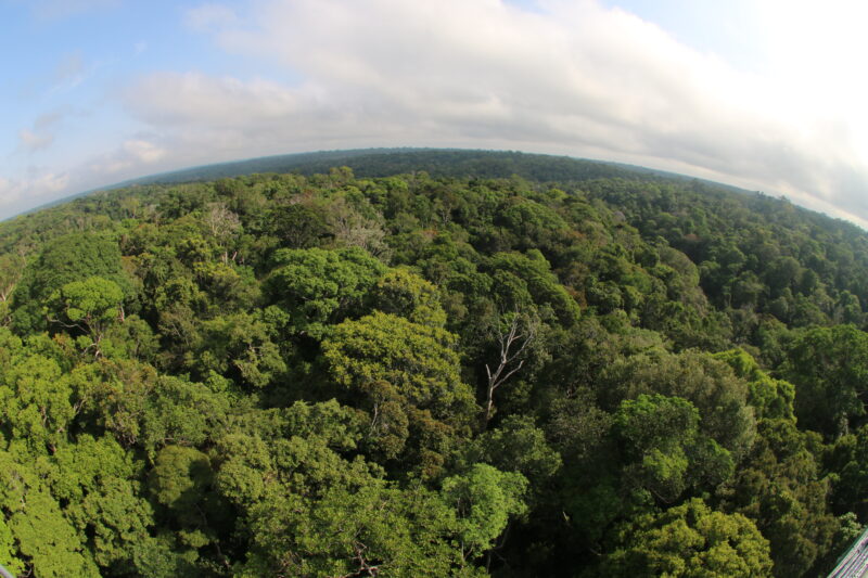 Amazonas, desmatamento